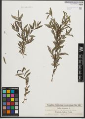 Foto von Salix purpurea L.
